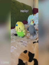 Poster for Intro video video from YumYum The Cockatiel
