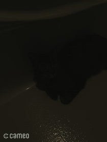 Poster for Intro video video from Breeze the Bath Cat (joellbaby on TikTok)