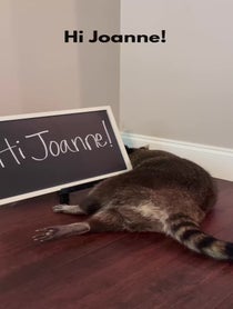 Poster for Other video from Tito The Raccoon