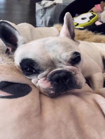 Poster for Pep Talk video from Walter Geoffrey