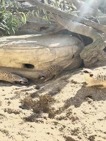 Poster for Birthday video from Meerkat Mob - Adelaide Zoo