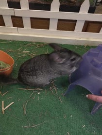 Poster for Birthday video from Ande & Graham the Chinchillas