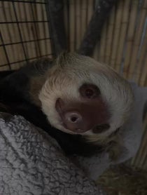 Poster for Birthday video from Dunkin the Two Toed Sloth