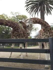 Poster for Other video from Giant Giraffe