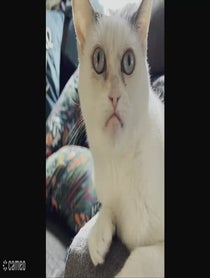 Poster for Intro video video from Buscemi Cat