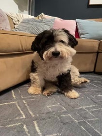 Poster for Other video from Bear The Sheepadoodle