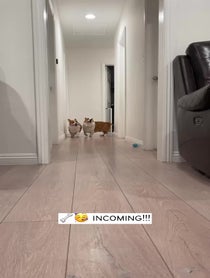 Poster for Birthday video from Harold & Harley the Corgis