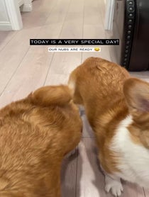 Poster for Birthday video from Harold & Harley the Corgis