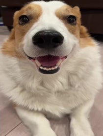 Poster for Birthday video from Harold & Harley the Corgis