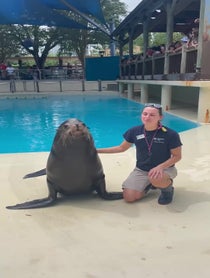 Poster for Other video from Sea Lions at Houston Zoo