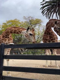 Poster for Other video from Giant Giraffe