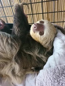 Poster for Other video from Dunkin the Two Toed Sloth