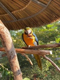 Poster for Other video from Macaws Rockwell & Cusco at Stone Zoo
