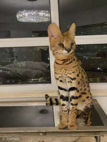 Poster for Intro video video from Fiji the Kat