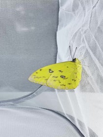 Poster for Birthday video from Butterfly releases at the Butterfly House: An Insect Zoo