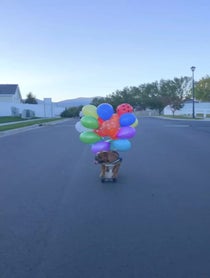 Poster for Birthday video from Dude the Bulldog