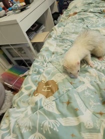Poster for Birthday video from Fuffy Ferrets