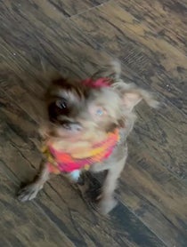 Poster for Birthday video from Bastian the Talking Terrier