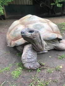 Poster for Pep Talk video from Shellebrate with a Tortoise Cameo