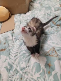 Poster for Other video from Fuffy Ferrets