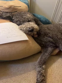 Poster for Other video from Scout the Doodle Boy