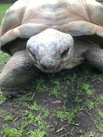 Poster for Birthday video from Shellebrate with a Tortoise Cameo