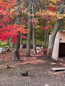 Poster for Anniversary video from Nelson The Donkey