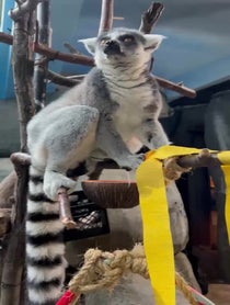 Poster for Other video from Ring Tailed Lemur Family
