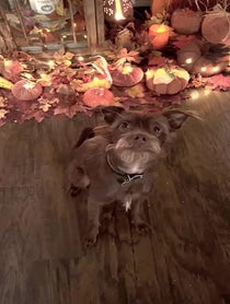 Poster for Birthday video from Bastian the Talking Terrier