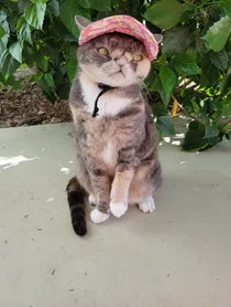 Poster for Other video from Willow The Beautiful Cat