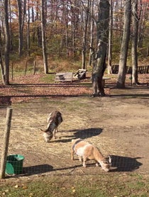 Poster for Birthday video from Nelson The Donkey