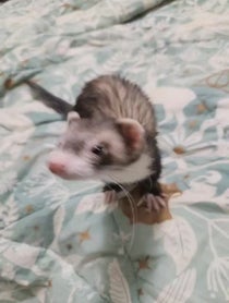 Poster for Pep Talk video from Fuffy Ferrets