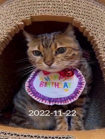Poster for Birthday video from にゃんたまHOUSE