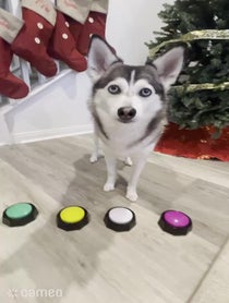 Poster for Intro video video from Sapphie the Pomsky
