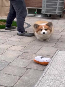 Poster for Birthday video from Hudson The Fluffy Corgi