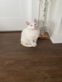 Poster for Pep Talk video from The Khaleesi Cat