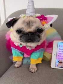 Poster for Birthday video from Loulou The Pug