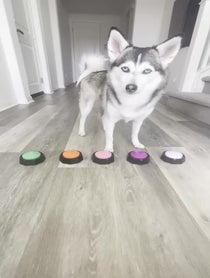 Poster for Other video from Sapphie the Pomsky