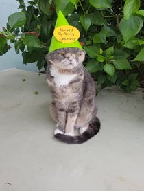Poster for Birthday video from Willow The Beautiful Cat