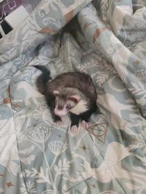 Poster for Birthday video from Fuffy Ferrets