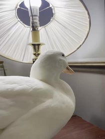 Poster for Other video from seDUCKtive
