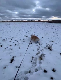 Poster for Other video from Hudson The Fluffy Corgi