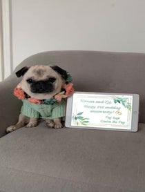 Poster for Other video from Loulou The Pug