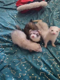 Poster for Gift video from Fuffy Ferrets