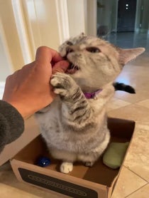 Poster for Birthday video from Nala Cat