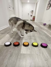 Poster for Birthday video from Sapphie the Pomsky