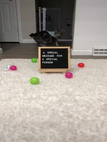 Poster for Other video from Little Guy