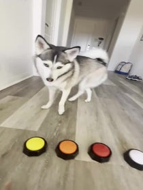 Poster for Birthday video from Sapphie the Pomsky