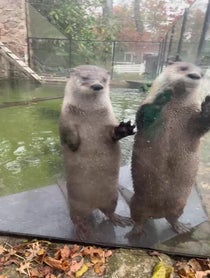 Poster for Other video from North American River Otters