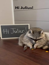 Poster for Other video from Tito The Raccoon